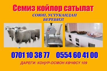 Бараны, овцы: Продаю | Овца (самка), Баран (самец) | Гиссарская, Полукровка, Эдильбаевская | Кастрированные, Матка, Ярка