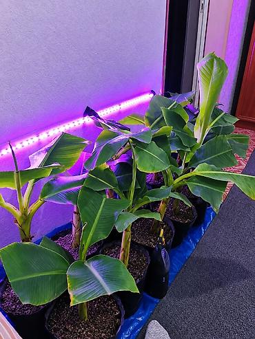 сколько стоит черная смородина на рынке: Продаю бананы ПЛОДОВЫЕ, сорт: Acuminata. Плодятся на второй год — 10