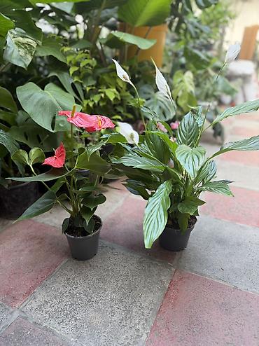 Anthurium 23azn. Hündürlük 40sm. Spathiphyllum 25azn. Hündürlük 50sm lalafo.az -da Anthurium 23azn. Hündürlük 40sm. Spathiphyllum 25azn. Hündürlük 50sm