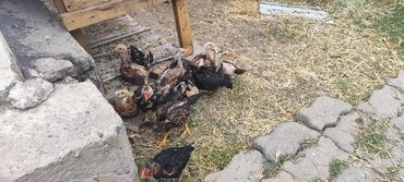 птенцы: Продаю бойцовский птенцов дакан 1.5 месяцев апрельские, Уже дерутся