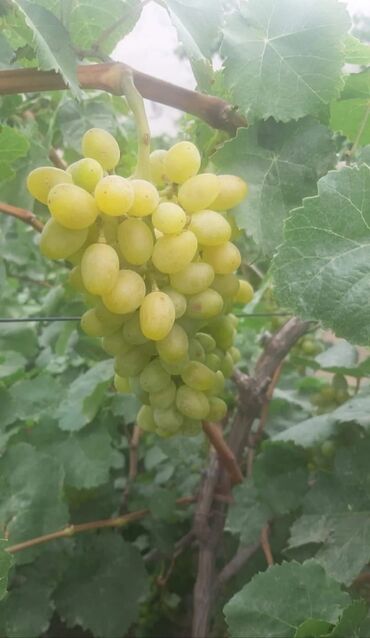 Şitillər: Gəl, bax, seç, apar. Məkan Bilgəh. Köklü Torpaqlı dibçəkdə: Ağ şanı - — 6