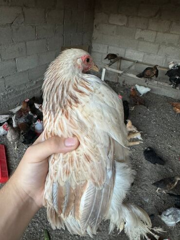 куры ломан браун: Продаю цыплят возраст от 2,5 до 4 месяцев. Продам оптом по 200 сом