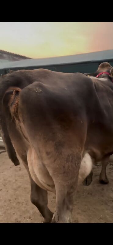 Inəklər, öküzlər: Simental tipli inək və buzov dəsti - Cins/Tip: Simental (qəhvəyi -da lalafo.az — 5 Inəklər, öküzlər: Simental tipli inək və buzov dəsti - Cins/Tip: Simental (qəhvəyi — 5