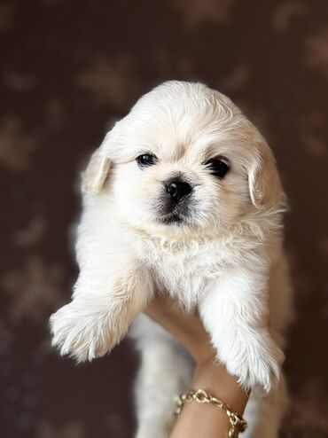 Vauxhall: Pekines, 2 ay, Erkek
