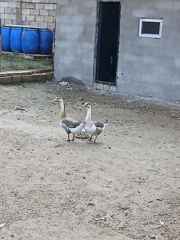 boğaz keci: Salam 7 8 aylığ öz qapımın saölam bu ilin qazlarıdır maşallah olsun 2 — 1