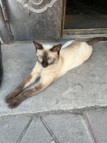 куплю сиамского котенка: Сиам, 6 айлык, Эркек