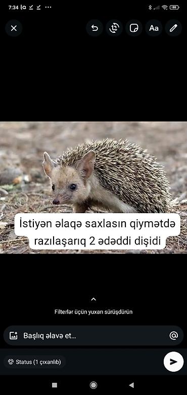 sort pişik: Afrika pigme kirpisi – ev heyvanı - Növ: Atelerix albiventris (Afrika — 5