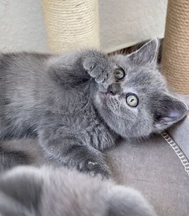 Pişiklər: Şotland, Dişi, Erkək, Ünvandan götürmə — 6