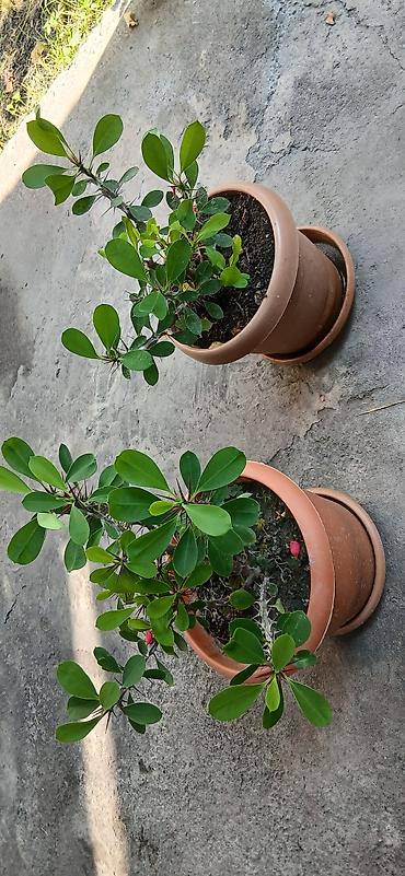 gul toxum satışı: Bitkilər: Euphorbia milii (Tikanlı tac, “Crown of Thorns”) – hazir — 4