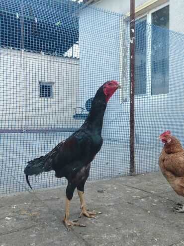 heyratı fərələr: Xoruz, Heyratı, il: 1, Ödənişli çatdırılma