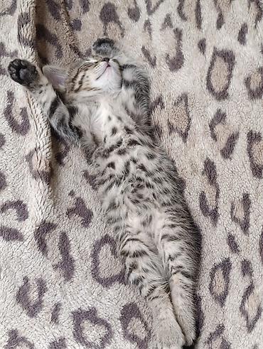 Котята от домашней кошки - Окрас: один белоснежный, два