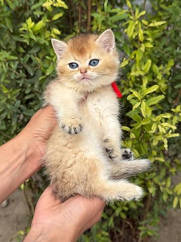pişik gence: Şotland — 6