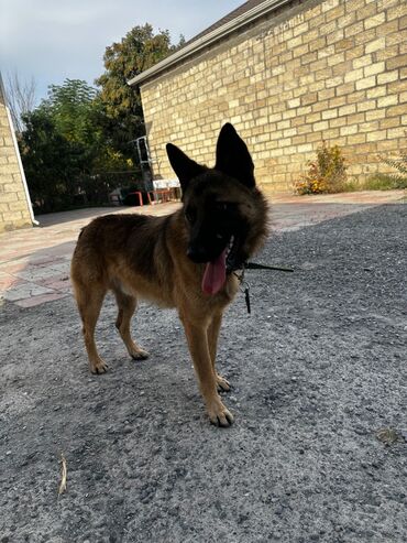 haski it adlari: Alman çoban iti, 1 ay, Erkek, Peyvəndli, Ödənişli çatdırılma