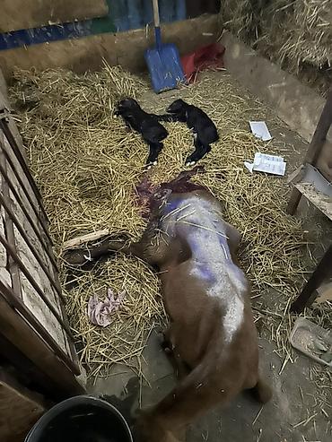 сколько стоит собака хаски: 🐾 ВЕТЕРИНАРНАЯ ПОМОЩЬ ДЛЯ ЖИВОТНЫХ 🐾 Профессиональная ветеринарная — 5