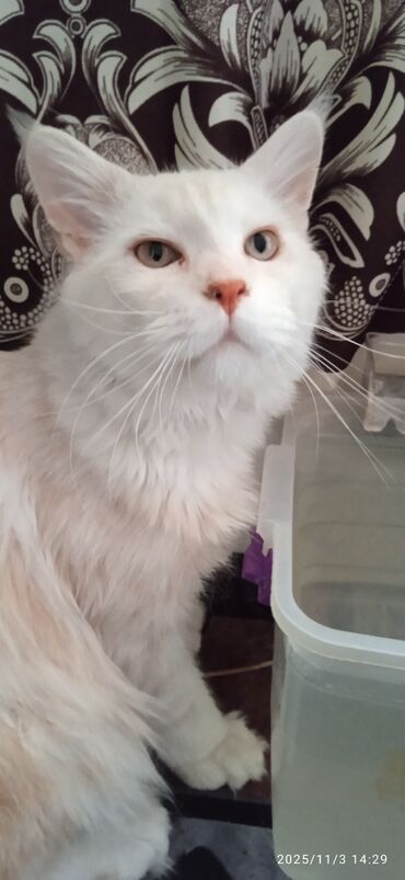 кошки породистые: Мейн-Кун ❤️ Продается шикарный котик в дорогом окрасе( кремовый на