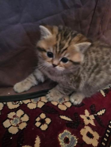 Pişiklər: Britan, Erkək, Dişi — 30