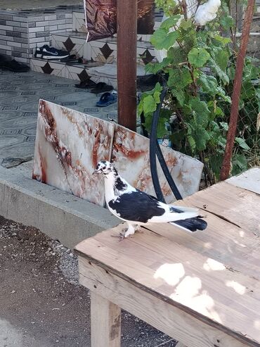 danişan quş: Cep mayadir 11manata tutulmadir masdagadadir istiyen 0516831165
