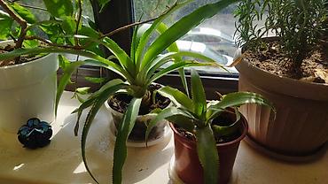 Комнатные ананасы в горшках (Ananas comosus) — декоративные розеточные