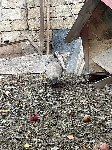 at satisi: Salam Dişi Tovuz quşudur Təkdir satıram real alıcya cüzi endirim — 1
