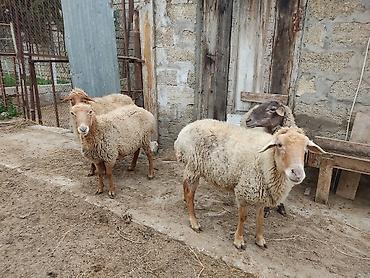 Qoyunlar, qoçlar: Dişi, il: 2 — 7