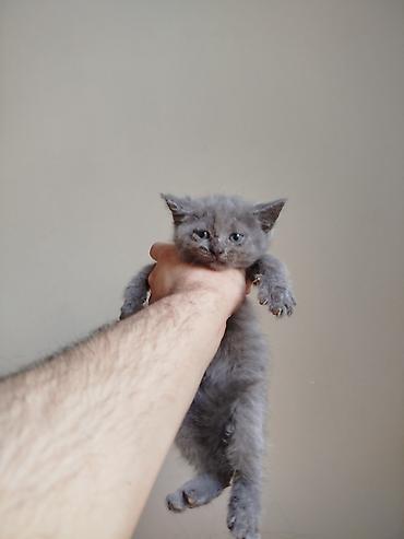 Кошки: Шотландская, Самка, Самец, В добрые руки, Самовывоз — 2