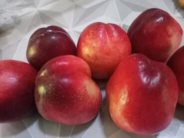 Tinglər: Telman Tingçilik – meyvə və ağac tingləri QEYD. şekildeki meyveler — 9