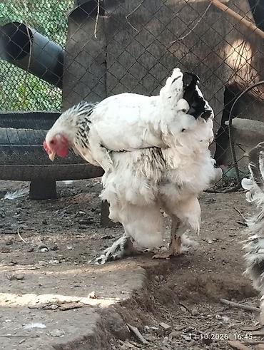 Продам с/х животных: Продаю | Куры | Брама | Для разведения — 3