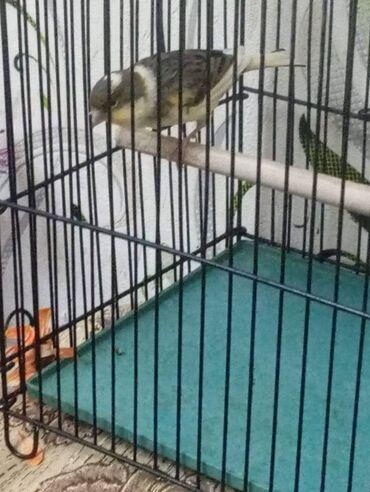 Bülbüllər: Salam. Bulbul satilir. 10 ayliqdi. Fevral ayinin qusudu. Oz qusumun -da lalafo.az — 15 Bülbüllər: Salam. Bulbul satilir. 10 ayliqdi. Fevral ayinin qusudu. Oz qusumun — 15