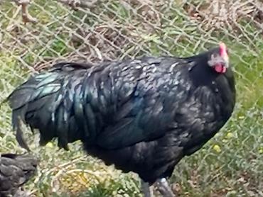 Toyuqlar: Toyuq, Australorp, Yumurtalıq — 5