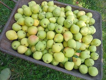 коврик ляпко: Алмуруттар