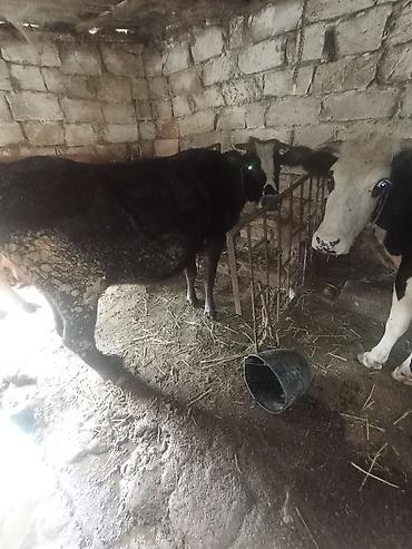 qoyun əti: Dişi, il: 3, 250 kq, Damazlıq, Südlük, Ətlik — 2