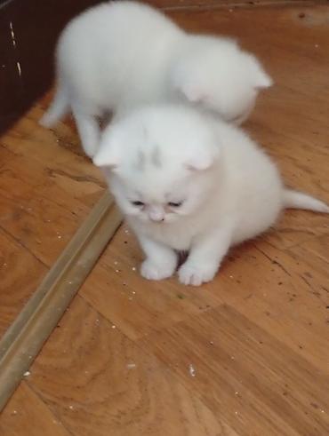 Кошки: Самец, Самка, В добрые руки — 4