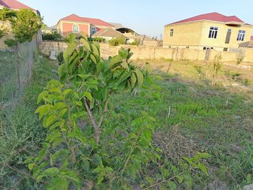 Torpaq sahələrinin satışı: 5 sot, Tikinti, Mülkiyyətçi, Bələdiyyə -da lalafo.az — 4 Torpaq sahələrinin satışı: 5 sot, Tikinti, Mülkiyyətçi, Bələdiyyə — 4