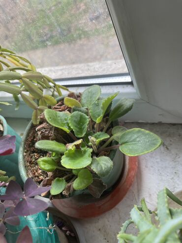 Другие комнатные растения: Продаются комнатные цветы, находится в городе Кант, по 350 сом каждый — 5