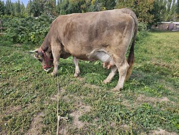 дакан продажа: Сатам | Уй (ургаачы), Бука (эркек), Кунаажын | Швиц | Көбөйтүү үчүн, Сүт алуу үчүн | Асыл тукумдуу, Бооз