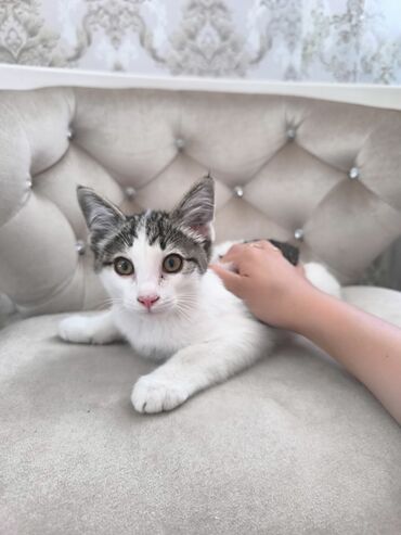 объявление щенки в добрые руки: Кошка даром: Беспородная, 2 месяца, Мальчик, Приучена к лотку, Проглистована
