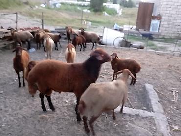 Mal-qara: Erkək, il: 1, Ətlik, Ünvandan götürmə — 2