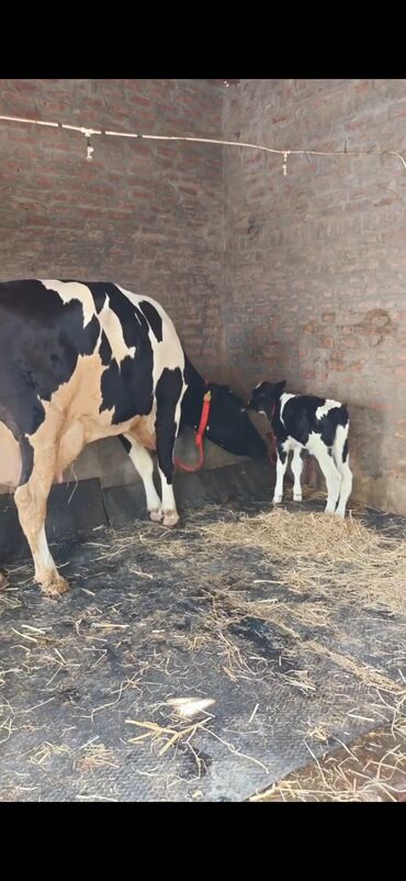 Inəklər, öküzlər: Holşteyn cinsli inək buzovla birlikdə - Qara-ağ rəngli, iri bədən — 11