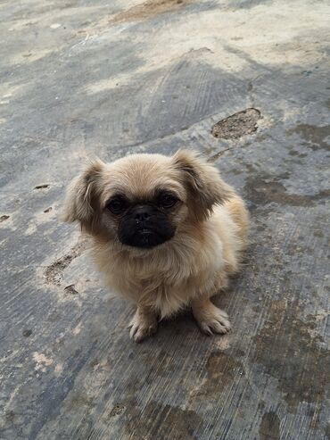 İtlər: Pekines, 1 ay, Dişi, Ünvandan götürmə