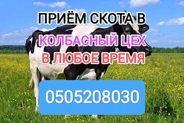 бодоно сатам: Сатып алам | Уйлар, букалар, Жылкылар, аттар | Бардык шартта, Союлган, Союуга, этке