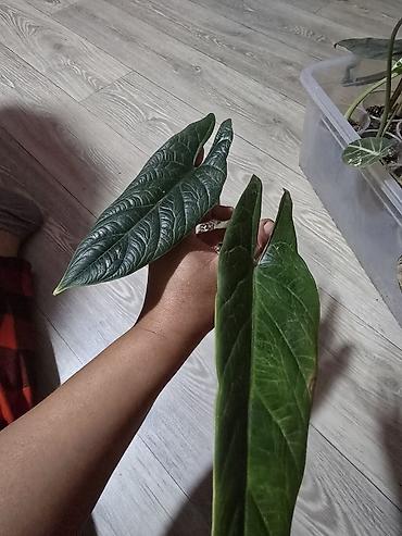 Бөлмө өсүмдүктөрү: Алоказии, много видов, цены от 200 до 3000 — 1