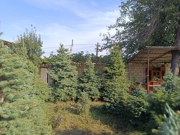 Ağaclar: Qiyməti 1 meteresi 80 AZN çox götüren olsa qiymət dəyişəcək qiyməti 2 — 4