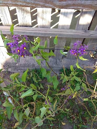 Сирень: Продаю саженцы. Сажать и пересаживать нижеперечисленное нужно весной — 5