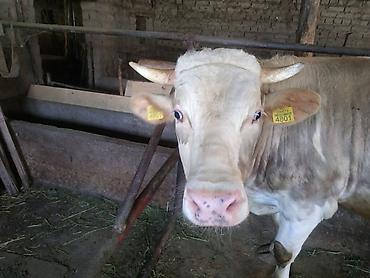 Коровы, быки: Продаю | Бык (самец) | На откорм, На забой, Для разведения — 4
