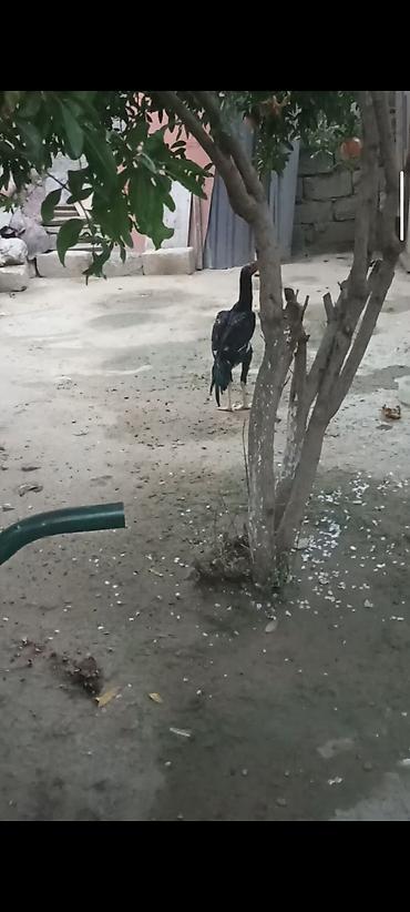 kənd xoruzu: Biri Atasdı birdə qardaşı riyal alcya məşq və döyüş purobu AYLACAQ 5 — 2