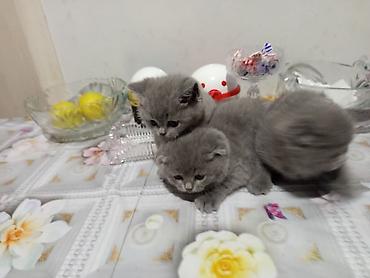 Pişiklər: Britan — 10