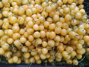 цена мясо в бишкеке сегодня: Продаю калированную жёлтую черешню.
Сбор 14.06. Пишпек