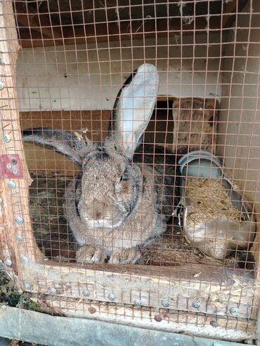 Dovşanlar: Rizen balalar bir ədədi 50 azn cüt alana 80 azn. Çatdrılma — 1