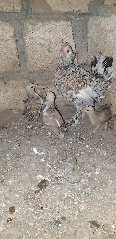 qus yarim tip: Məhsul: Yaponka cücələri Təsvir: - Tam qan “Yaponka” (Bantam) — 1