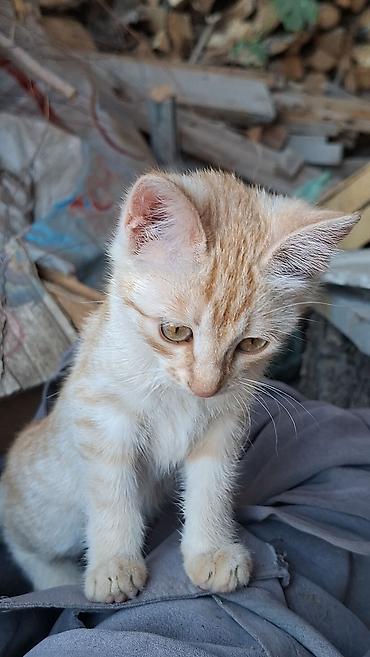 аршан кой: Кошка даром: Беспородная, 2 месяца, Мальчик, С прививками — 3